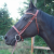 snowmoon stables