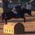 horsey2