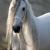 DixieDarlinStables