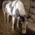 LogangsterStables11