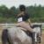 HalfMoonStables